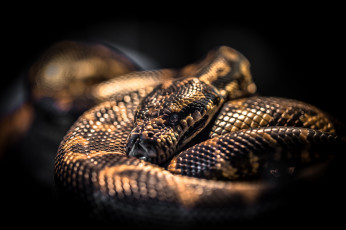Картинка животные змеи +питоны +кобры удав