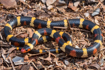 Картинка животные змеи +питоны +кобры змейка