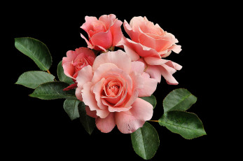 Картинка цветы розы роза