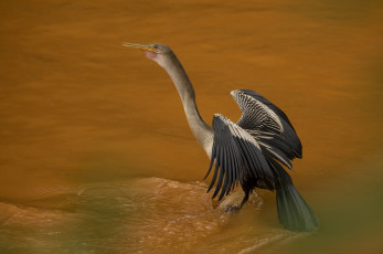 обоя животные, Чайки,  бакланы,  крачки, птичка