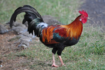 Картинка животные куры +петухи птичка
