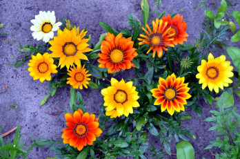 Картинка цветы газания оранжевый