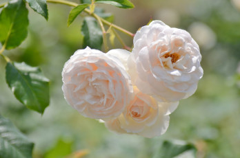 Картинка цветы розы макро бежевый