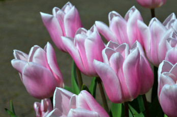 Картинка цветы тюльпаны бутоны макро