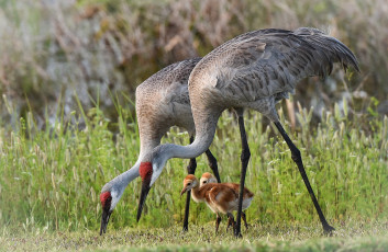 Картинка животные журавли птичка