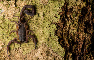 Картинка животные скорпионы скорпион