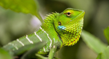 Картинка животные Ящерицы +игуаны +вараны ящерка