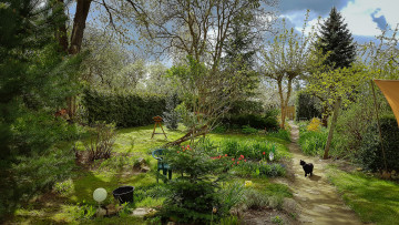 Картинка животные коты киса