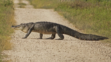 Картинка животные крокодилы крокодил