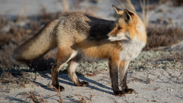 Картинка животные лисы лисичка