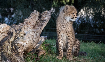 Картинка животные гепарды котенок