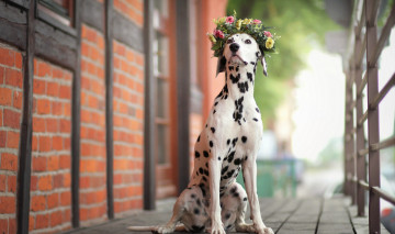 Картинка животные собаки взгляд собака