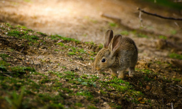 Картинка животные кролики +зайцы зайчик