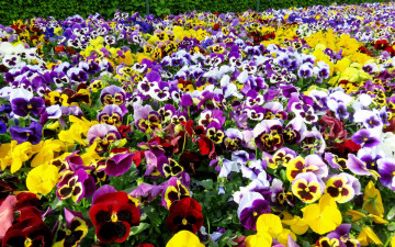Картинка цветы анютины+глазки+ садовые+фиалки фон
