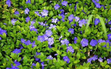 Картинка цветы барвинок макро фиолетовый