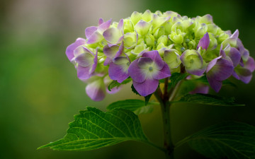 Картинка цветы гортензия соцветие макро