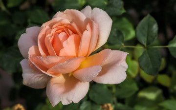 Картинка цветы розы роза