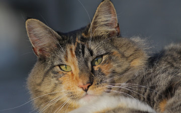 Картинка животные коты кошка кот мордочка взгляд