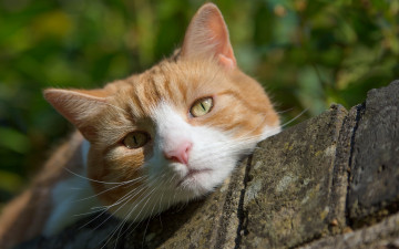 Картинка животные коты кот кошка мордочка взгляд