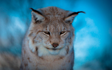 Картинка животные рыси печаль зверь хищник рысь