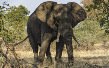 Картинка животные слоны слон