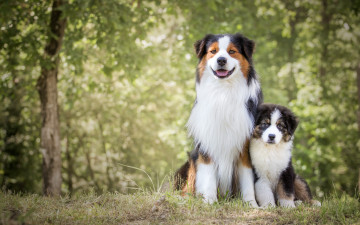 Картинка животные собаки щенок природа