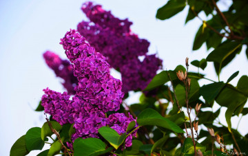 Картинка цветы сирень лиловый гроздь