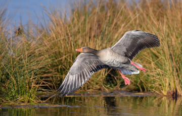Картинка животные утки птичка