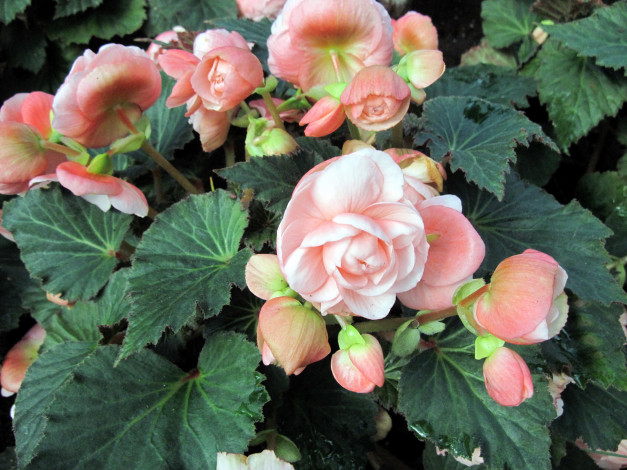 Обои картинки фото цветы, бегония, розовый