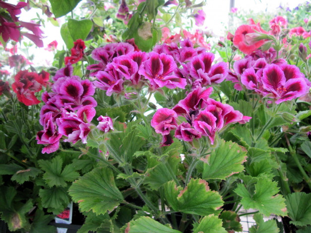 Обои картинки фото цветы, герань, пестрый