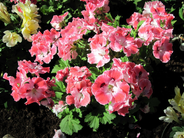 Обои картинки фото цветы, герань, розовый