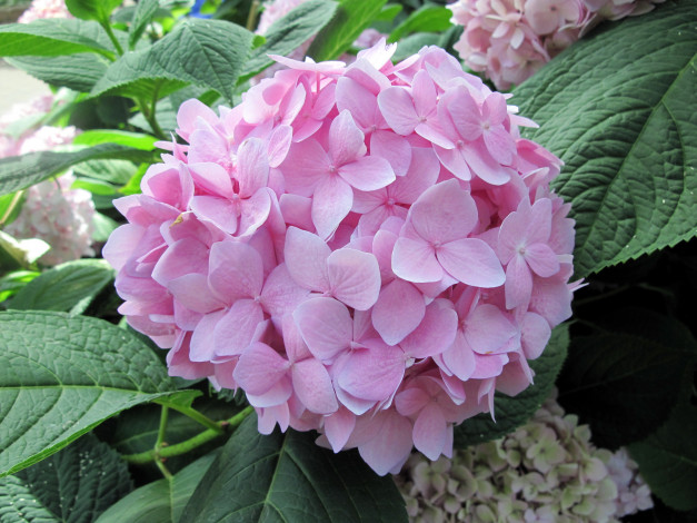 Обои картинки фото цветы, гортензия, розовый