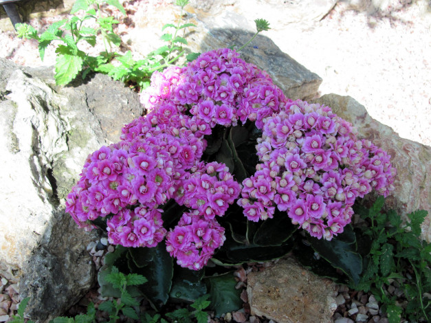 Обои картинки фото цветы, каланхоэ, сиреневый