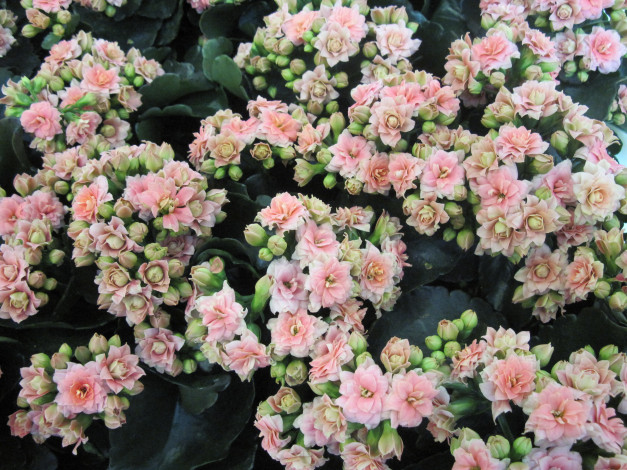 Обои картинки фото цветы, каланхоэ, соцветия