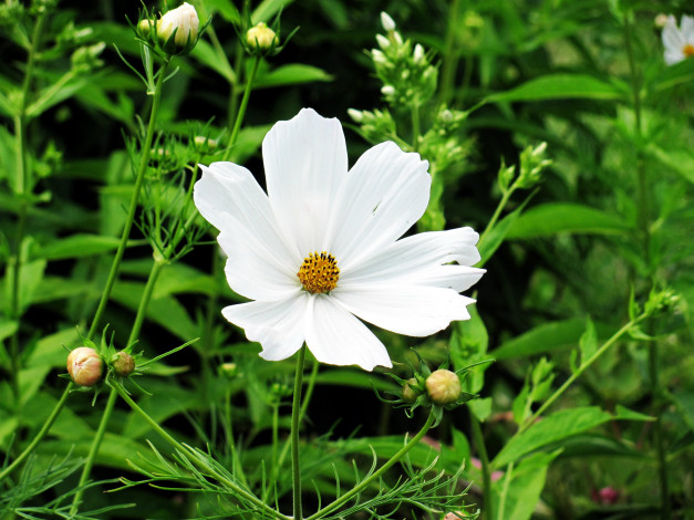 Обои картинки фото цветы, космея, одиночка