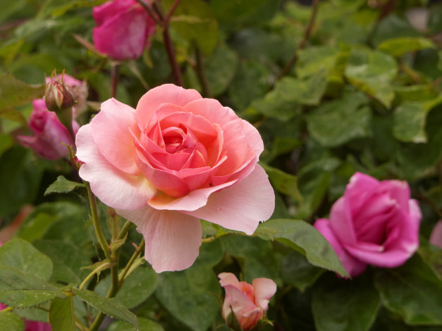 Обои картинки фото цветы, розы, роза