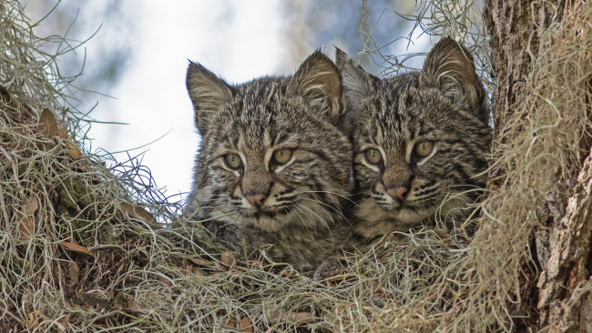 Обои картинки фото животные, дикие кошки, котята