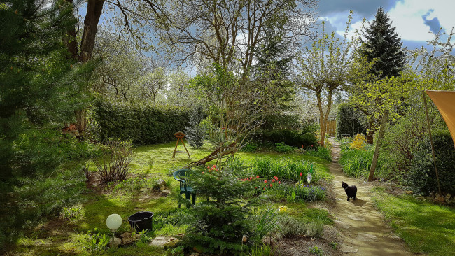 Обои картинки фото животные, коты, киса