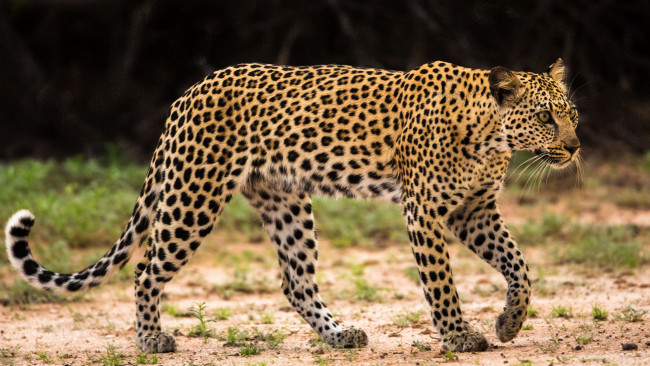 Обои картинки фото животные, леопарды, хищник