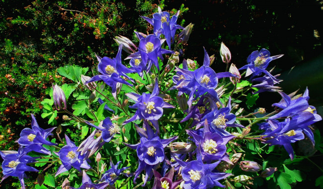 Обои картинки фото цветы, аквилегия , водосбор, синий