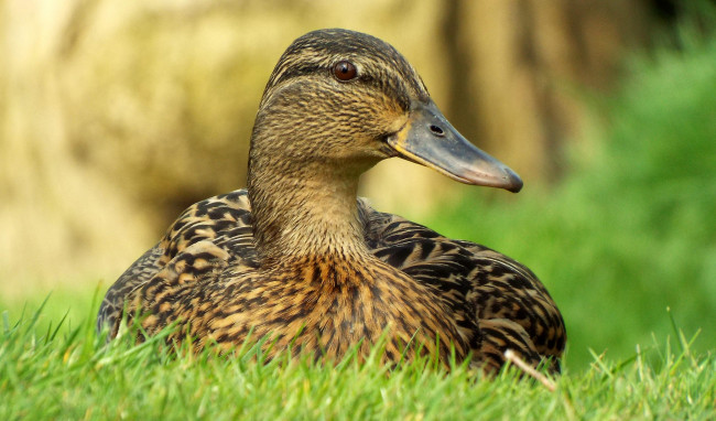 Обои картинки фото животные, утки, птичка