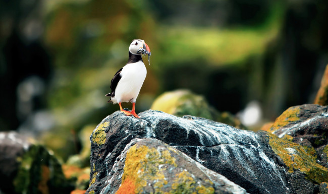 Обои картинки фото животные, тупики, птица, камни, добыча