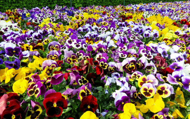 Обои картинки фото цветы, анютины глазки , садовые фиалки, фон