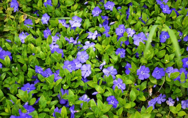 Обои картинки фото цветы, барвинок, макро, фиолетовый