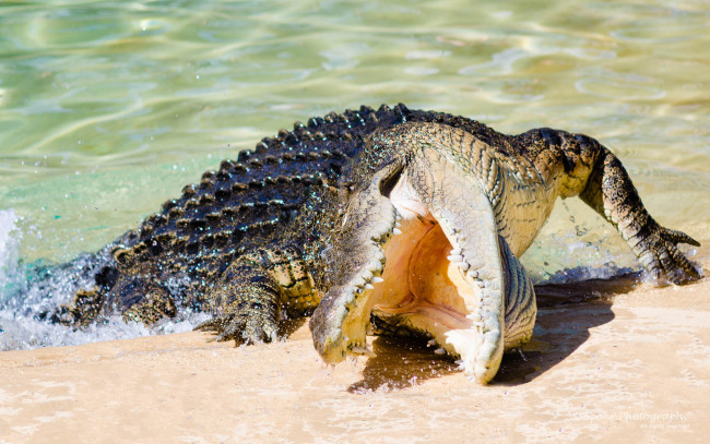 Обои картинки фото животные, крокодилы, крокодил