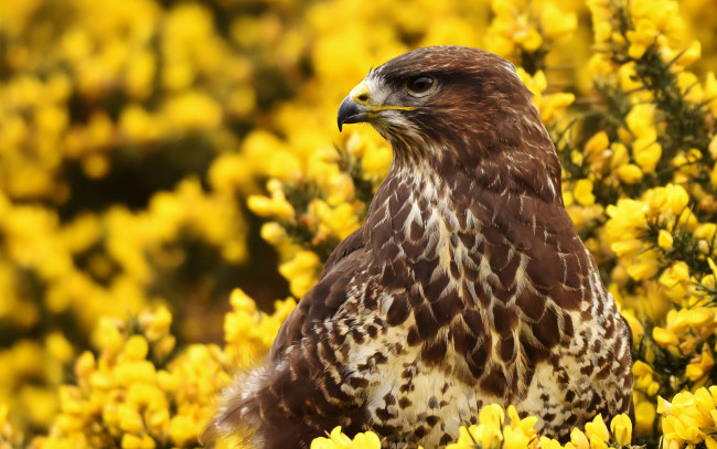 Обои картинки фото животные, птицы - хищники, канюк, ястреб, птица, цветы