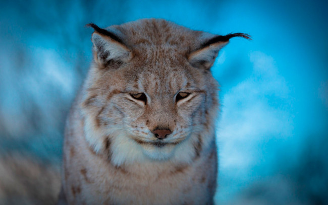Обои картинки фото животные, рыси, печаль, зверь, хищник, рысь
