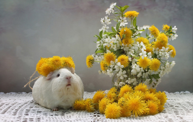 Обои картинки фото животные, морские свинки,  хомяки, морская, свинка, одуванчик, венок, вишня