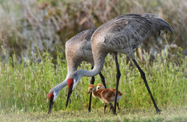 Обои картинки фото животные, журавли, птичка