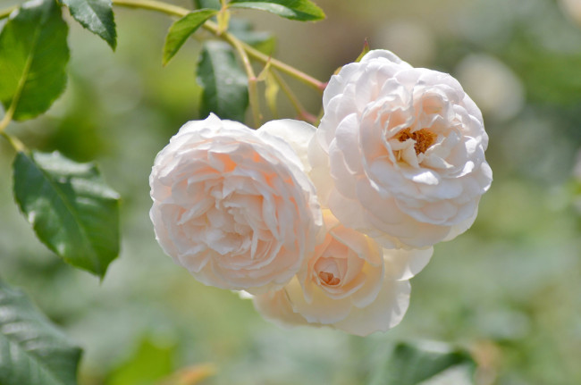 Обои картинки фото цветы, розы, макро, бежевый